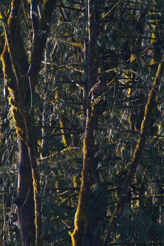 Bald Eagle In Tree